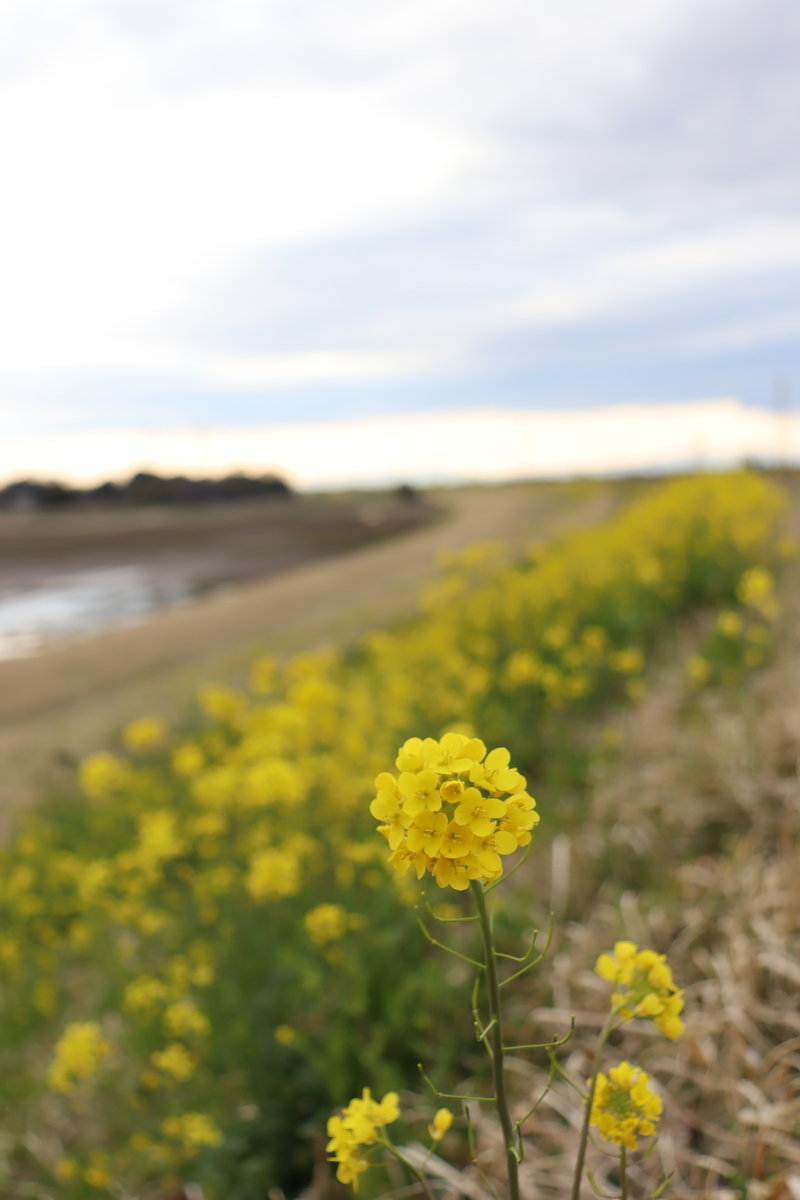 f:id:yachanman:20220322065315j:plain