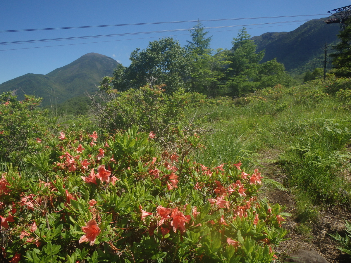 八ヶ岳の峰に咲く花・花・花 - クモノカタチ