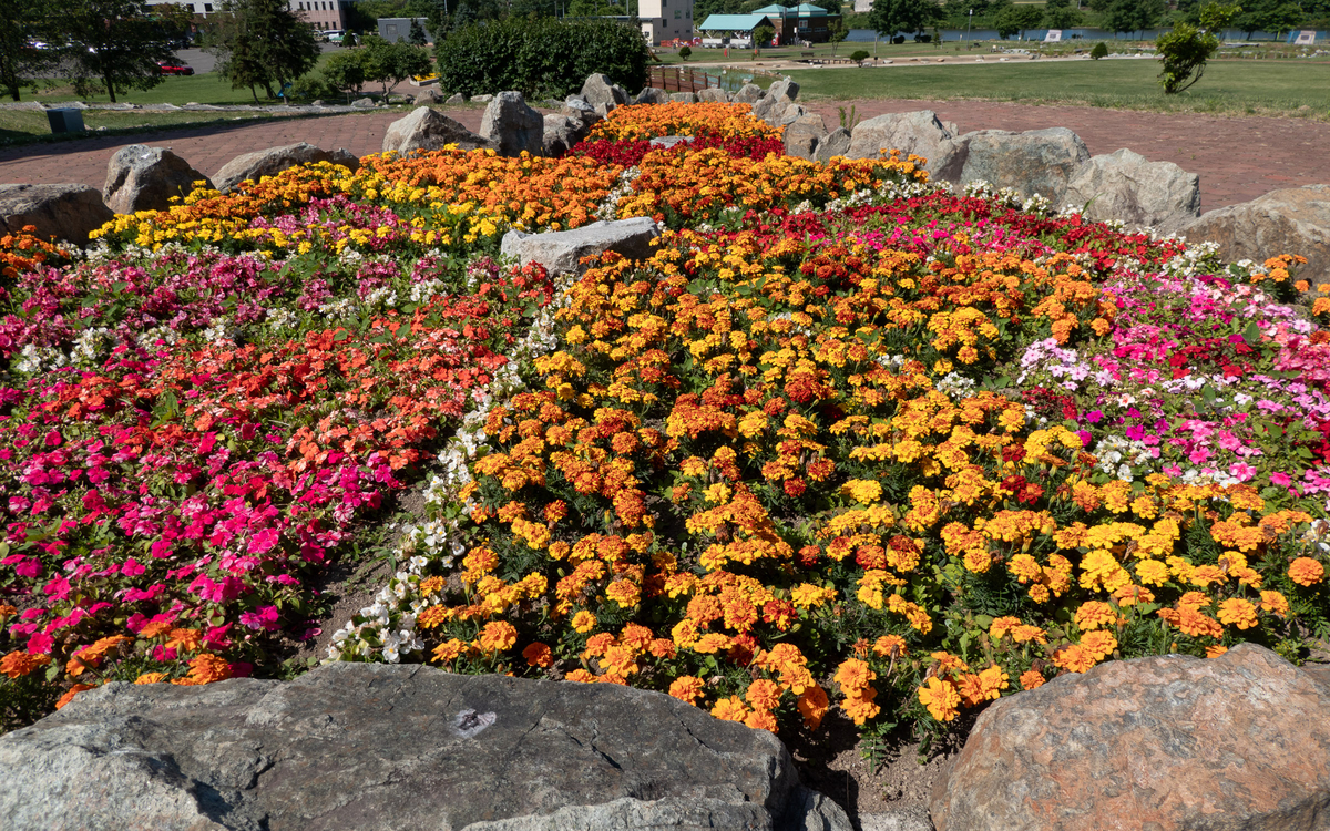 しのつ公園に咲く色とりどりの夏の花壇