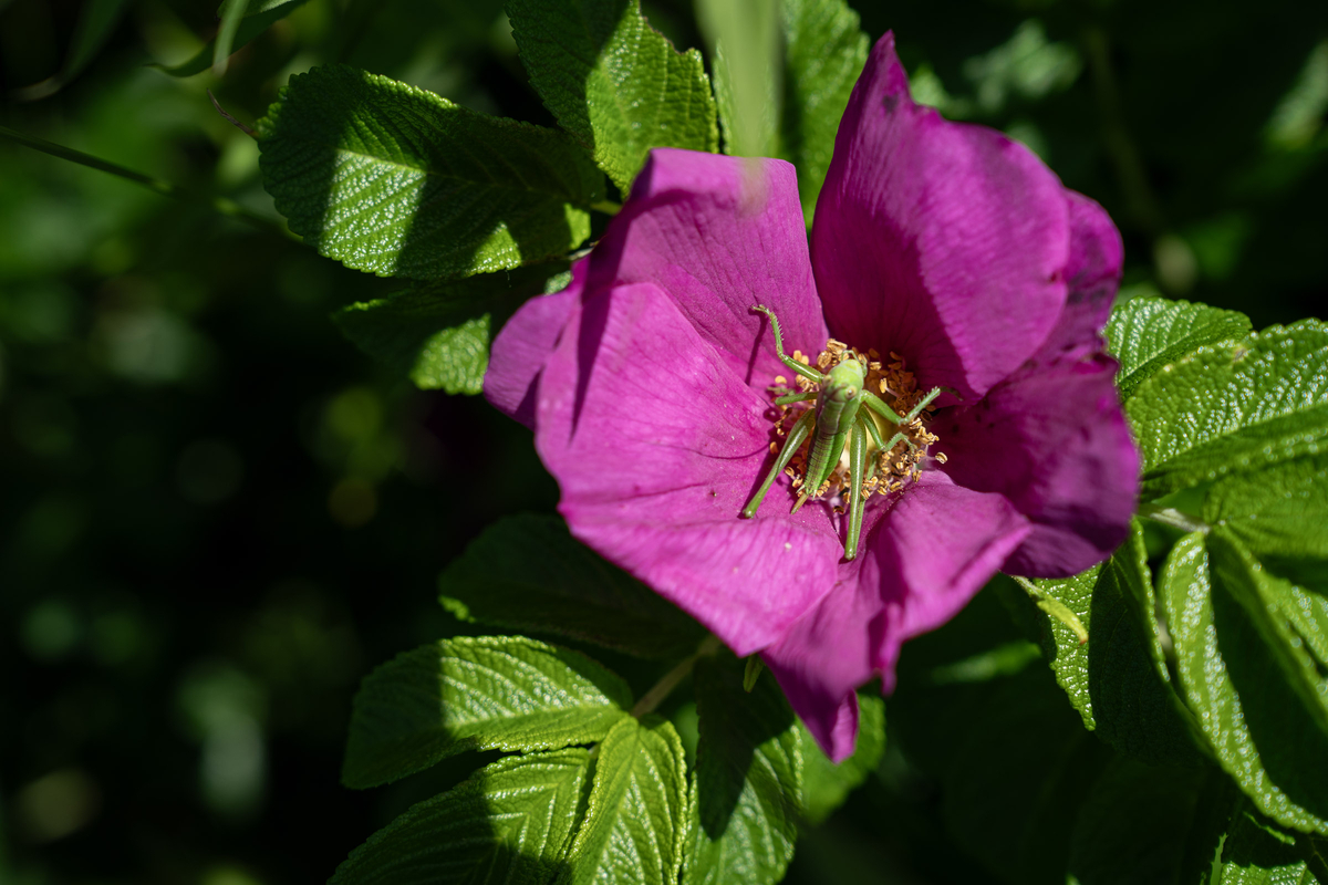 ハマナスの花にとまる緑色の昆虫