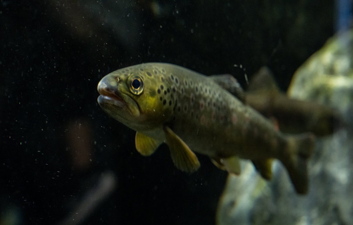 千歳水族館 魚のクローズアップ