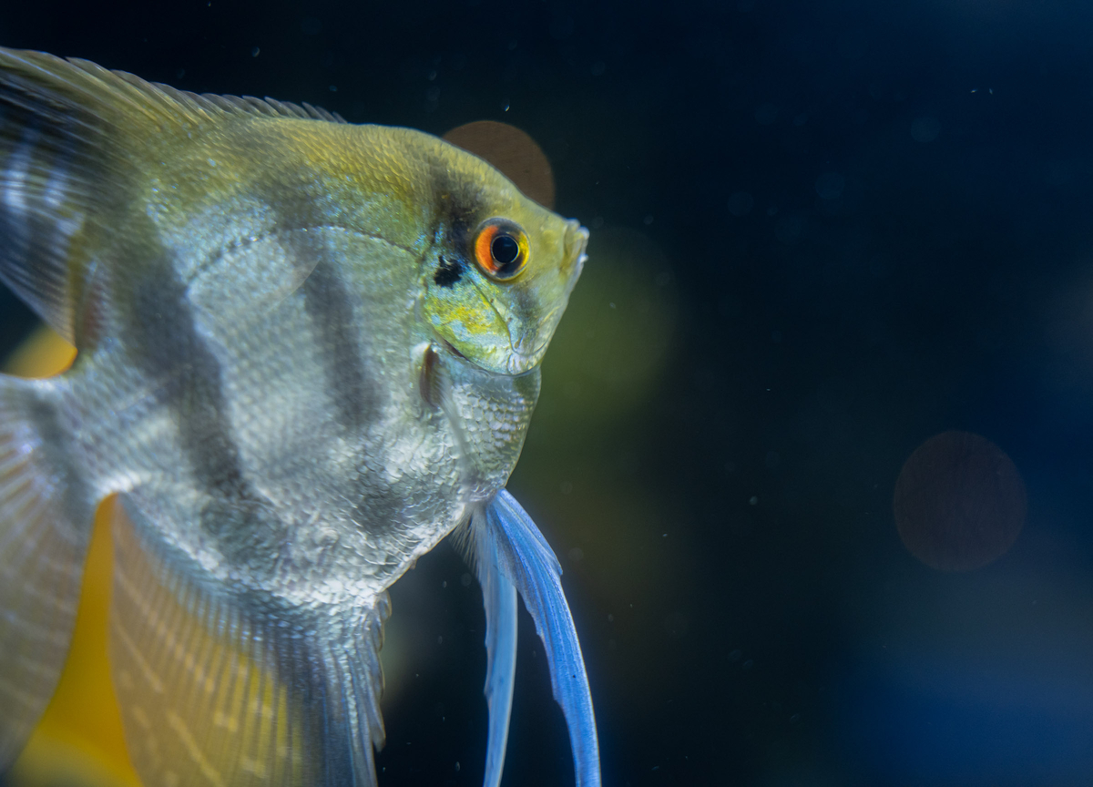 千歳水族館 熱帯魚 エンゼルフィッシュ