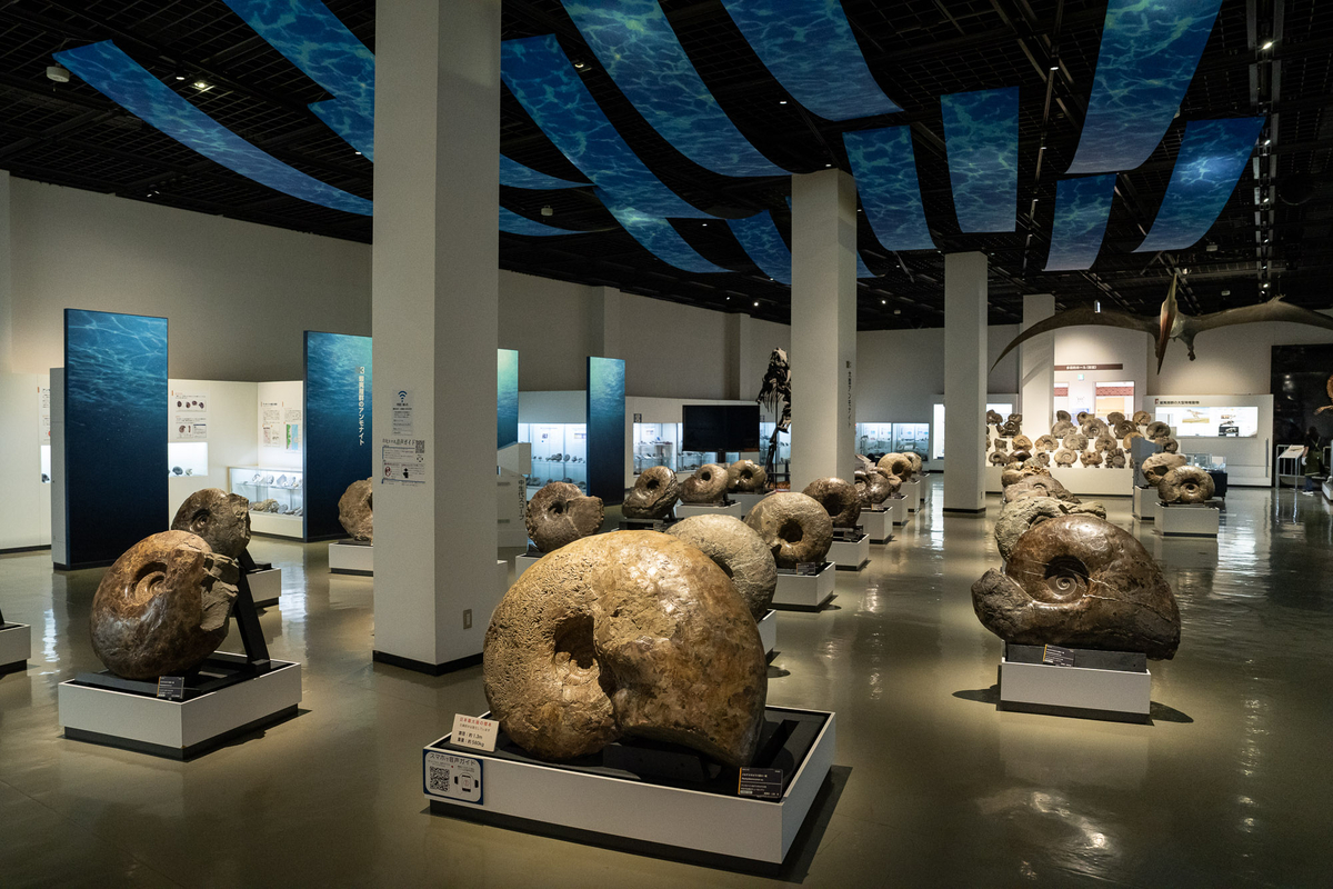 三笠市立博物館、多数のアンモナイト化石が並ぶ展示室