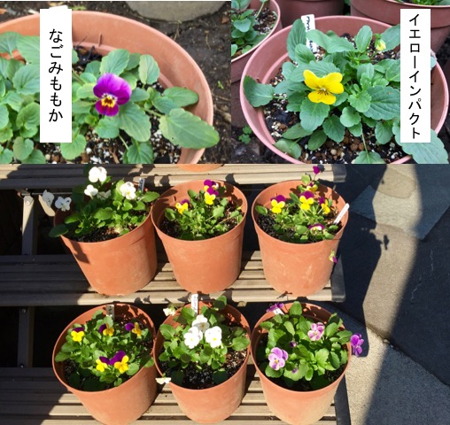 Yachikusakusaki S Blog