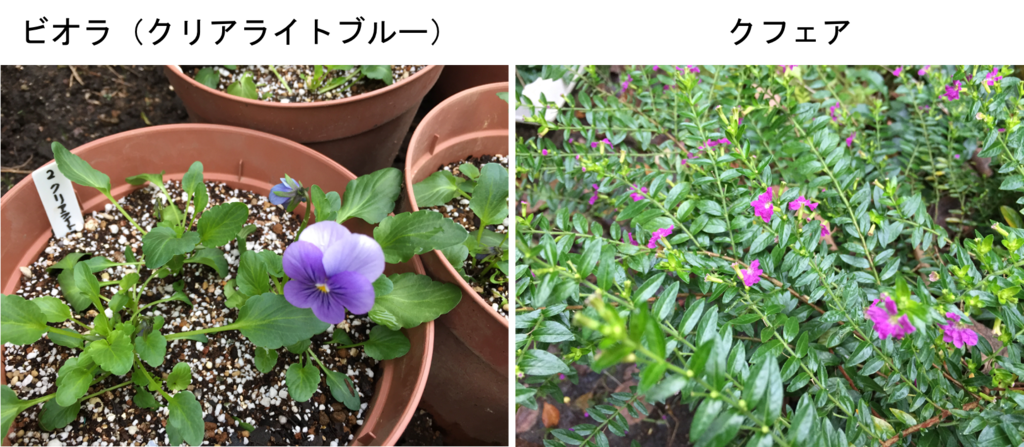 菜の花に黒いアオムシが カブラハバチの幼虫のようです でもハチって肉食または密や花粉を食べているのでは 巣はないの 成虫は刺すのでしょうか 地球上には12万種ものハチ アリがいるそうです Yachikusakusaki S Blog