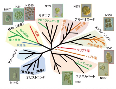 お湯に入れれば緑色 分類は難しい モ 藻 ワカメ 稚海藻 和可米 万葉集 たまも かる みぬめを すぎて なつくさの のじまの さきに ふね ちかづきぬ 柿本人麻呂 Yachikusakusaki S Blog