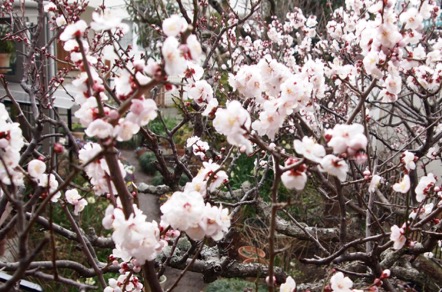 f:id:yachikusakusaki:20170210205315j:plain f:id:yachikusakusaki:20170210205315j:plain