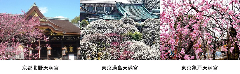 f:id:yachikusakusaki:20170210210518j:plain f:id:yachikusakusaki:20170210210518j:plain