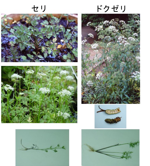 f:id:yachikusakusaki:20170228012410j:plain