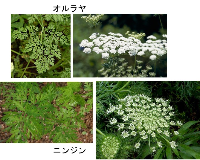 f:id:yachikusakusaki:20170228012833j:plain