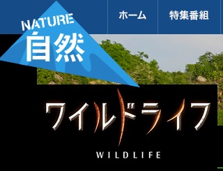 森の妖精エゾモモンガ 得意技は 滑空 木から木へと自由自在 飛距離は最大で100メートル以上です あらゆる物が凍てつく冬 エゾモモンガは一致団結 仲間同士で身を寄せ合い厳しい寒さをしのぎます Nhkbs 北海道サロベツ原野 エゾモモンガ 凍 い てつく森を
