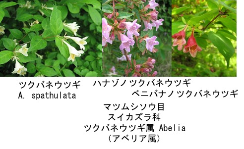 写すだけ万葉集
