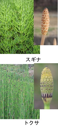 トクサ ツクシと親戚筋なんですね やや地味ながら今でも良く植えられているようです 子供の頃 わが家にあったな ハサミのサビを落としてみたことがありました 土を吸収して硬くなっている 知りませんでした Yachikusakusaki S Blog