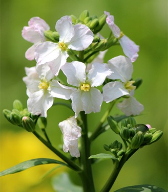 ルッコラ１ 異国の味を感じさせる食べやすいハーブ野菜 英語ではロケット アブラナ科 Brassicaceae キバナスズシロ属 Eruca キバナスズシロ E Vesicaria でも花は黄色くないように見えますが 付表 アブラナ科の野菜たち Yachikusakusaki S Blog