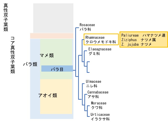 f:id:yachikusakusaki:20171116012525j:plain
