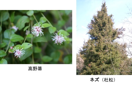 f:id:yachikusakusaki:20171116013016j:plain