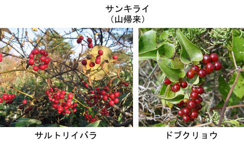 サンキライ 知りませんでした お花屋さんで冬の赤い実といえば サンキライ との記事も 最近はそうなっているのでしょうか わが家の秋の赤い実はナンテン マンリョウ それにヤブコウジ マン セン ヒャク ジュウリョウまではおめでたいとして花屋さんに
