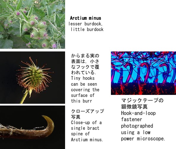 ゴボウ ３ ごぼうの花はアザミの花そっくり 実はひっつき虫にして 漢方生薬 でも 山ごぼう は食べられますが ヤマゴボウ は食べられないので注意 Yachikusakusaki S Blog