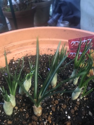 クロッカスの芽も大きくなってきました 陽射しは明らかに強くなってきています クロッカスには沢山の種 約80種 がありますが 皆クロッカスとして扱われています ただ一種c Sativus Lはサフランと呼ぶのが一般的ですが 美しく 有用な花であるのに 花言葉は