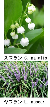 f:id:yachikusakusaki:20180425010626j:plain f:id:yachikusakusaki:20180425010626j:plain