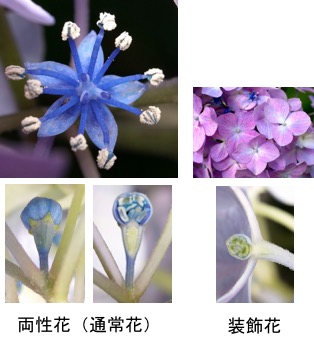 f:id:yachikusakusaki:20180520204330j:plain f:id:yachikusakusaki:20180520204330j:plain