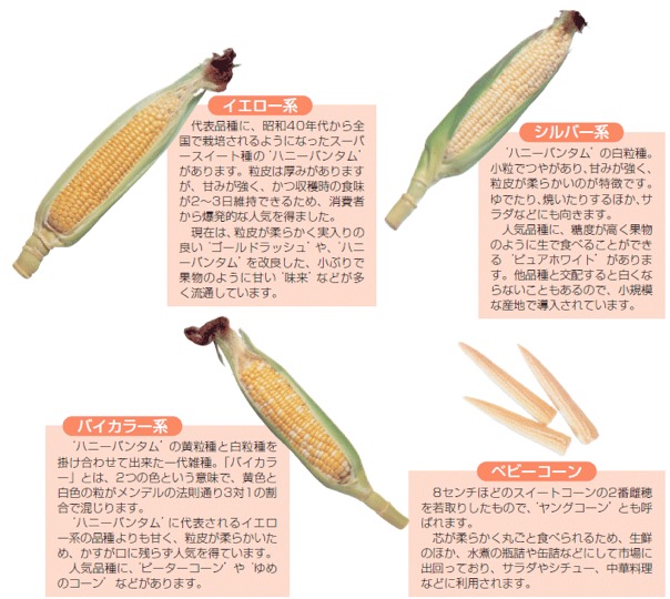 とうもろこし2 スイートコーンとは，「野菜として利用している生食用甘味種の未成熟トウモロコシ」 品種の変遷：「スイート種」である「ゴールデン ...