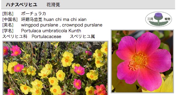 スベリヒユ ナデシコ目の植物たち２ ４ スベリヒユと同じ種によく知られた園芸植物ポーチュラカがある とも言われてきました また ポーチュラカは スベリヒユとマツバボタンの交配種 とも しかし 現在では種間交雑種ではなく Portulaca Umbraticola 系統