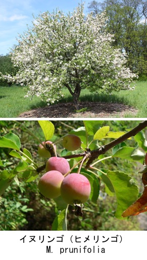 f:id:yachikusakusaki:20181220021419j:plain