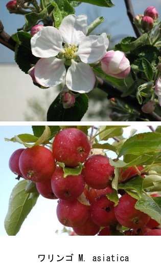 f:id:yachikusakusaki:20181220102103j:plain