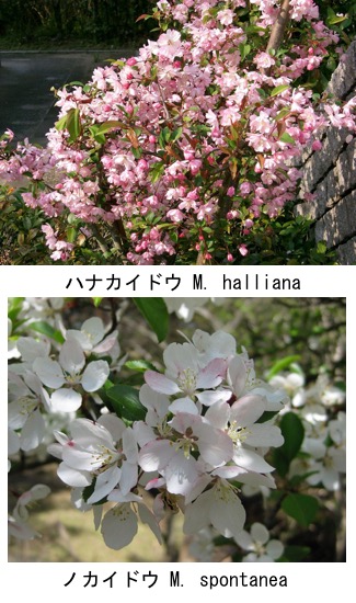 f:id:yachikusakusaki:20181220105811j:plain