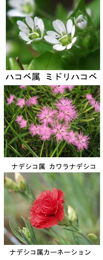 ハコベはナデシコ目の 食べられる植物 ハコベあれこれ３ ハコベはナデシコ目 ナデシコ科 ハコベ属 Stellaria ナデシコ 科で食べられているのはハコベぐらいですが ナデシコ目まで広げると なんと沢山の食用植物が ハコベはその中に入ると 食べられるといって