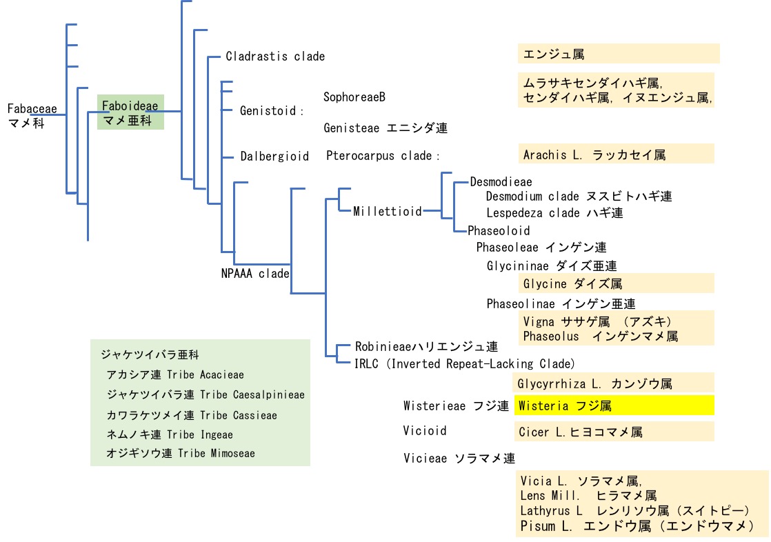 f:id:yachikusakusaki:20190505140316j:plain