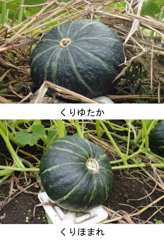 f:id:yachikusakusaki:20190715235528j:plain f:id:yachikusakusaki:20190715235528j:plain