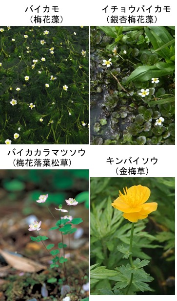 バイカモ 梅花藻 キンバイソウ 金梅草 バイカカラマツソウ 梅花落葉松草 梅花唐松草 とともにキンポウゲ科に属します 夏の風物詩として新聞に取り上げられることも多い水生植物ですが 全国各地でその生育地を減少させつつあり 移植による種の保全が実施 バイカモ 梅花藻 キンバイソウ 金梅草 バイカカラマツソウ 梅花落葉松草 梅花唐松草 とともにキンポウゲ科に属します 夏の風物詩として新聞に取り上げられることも多い水生植物ですが 全国各地でその生育地を減少させつつあり 移植による種の保全が実施