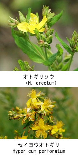 f:id:yachikusakusaki:20200201174206j:plain