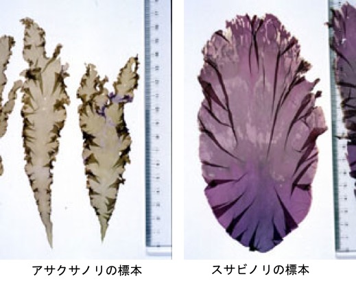 のり/海苔2 海苔って何? 常陸風土記 (717‐724頃)に記載がある海苔.私たちが海苔と聞いて,まず思い浮かべるのは板海苔(アマノリ属の ...