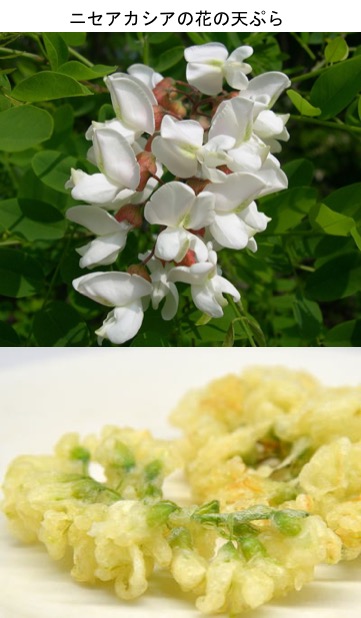 花の天ぷら 昨日とりあげた まんぷく 農家メシ でも 佐久市の農家さんがズッキーニの天ぷらを作っていました 梅沢 東野絶賛 日本では花 を食べることはあまり一般的ではないように思いますが ネット上には 花の料理を沢山探すことができます 今日は 花の天ぷら