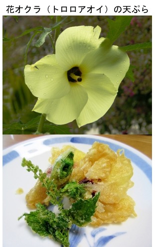 花の天ぷら 昨日とりあげた まんぷく 農家メシ でも 佐久市の農家さんがズッキーニの天ぷらを作っていました 梅沢 東野絶賛 日本では花 を食べることはあまり一般的ではないように思いますが ネット上には 花の料理を沢山探すことができます 今日は 花の天ぷら