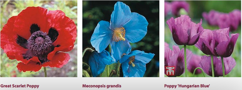 絶対に食べてはいけない毒のある花 1. Daffodil水仙 -リコリンという