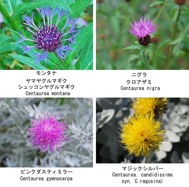 f:id:yachikusakusaki:20200722222444j:plain