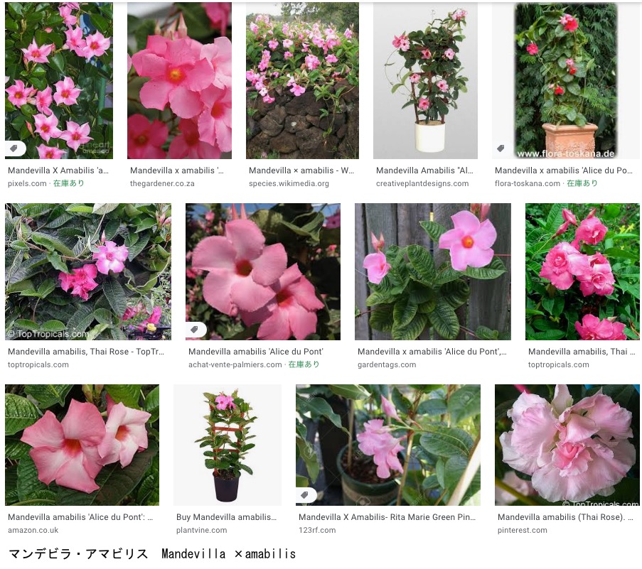 先月 新規開店したフラワーショップを発見 店頭にあった白花のサンパラソルを購入 時期としては遅れていましたが その後すくすく成長 美しい花で楽しませてくれています しかし 冬越しできるかどうか それが問題 キョウチクトウ科の花たち１ マンデビラ