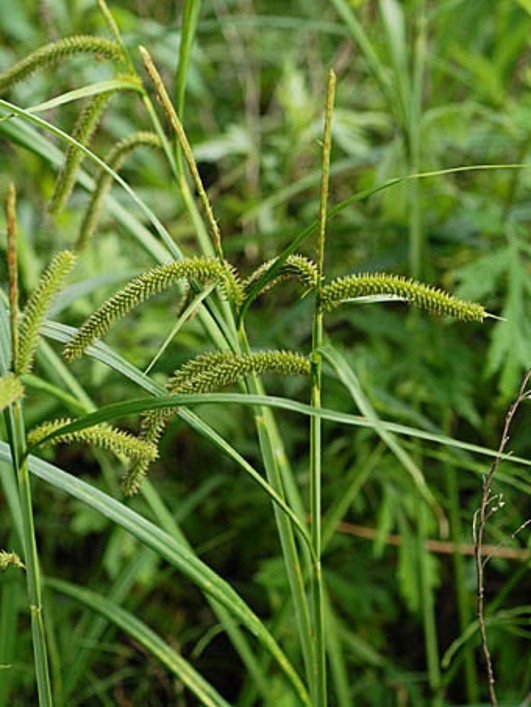 f:id:yachikusakusaki:20201201003610j:plain