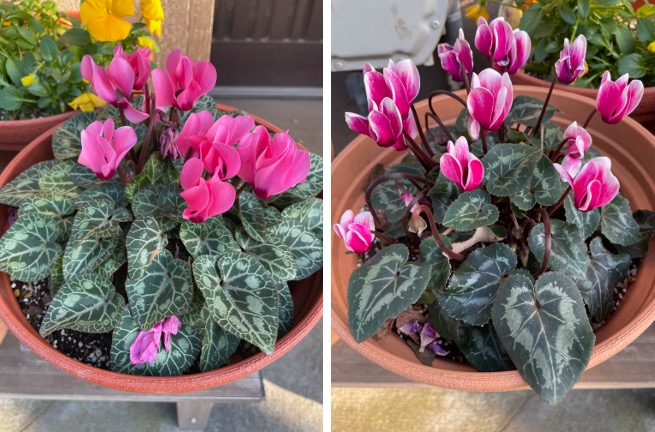 f:id:yachikusakusaki:20210103230557j:plain