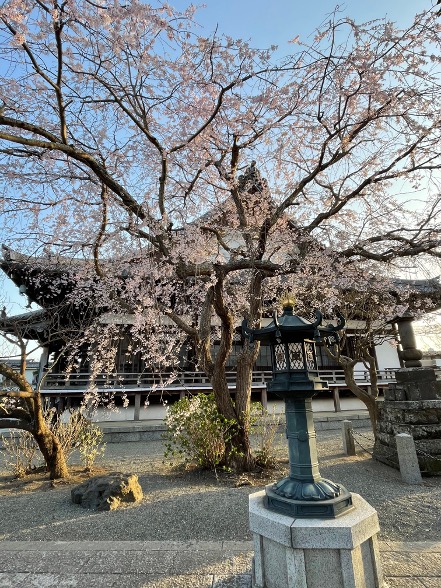 しだれ桜 利休梅 メデコブシ 鎌倉 本覚寺のしだれ桜が満開 見事でした 今日の強風で 花びらも少し散り始めていましたが 隣の大功寺に足をのばすと 出会うことを熱望していた利休梅 そして野生は準絶滅危惧種のメデコブシ ヒメコブシ どちらもステキな白い花を