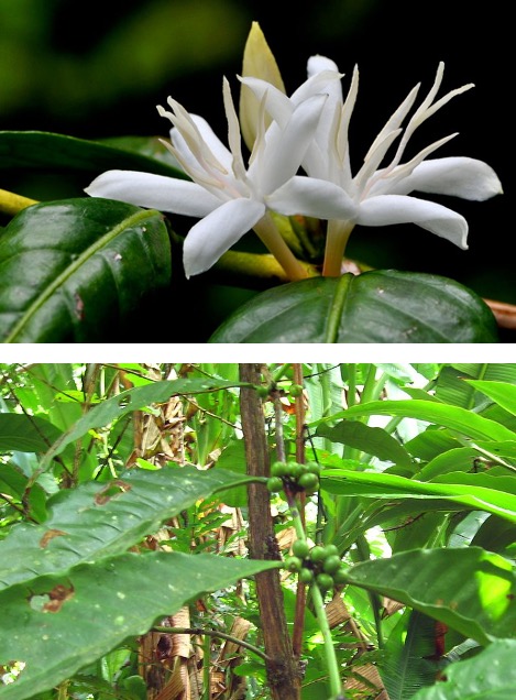 f:id:yachikusakusaki:20210518232742j:plain