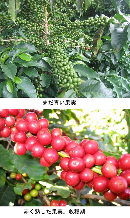 f:id:yachikusakusaki:20210518232823j:plain