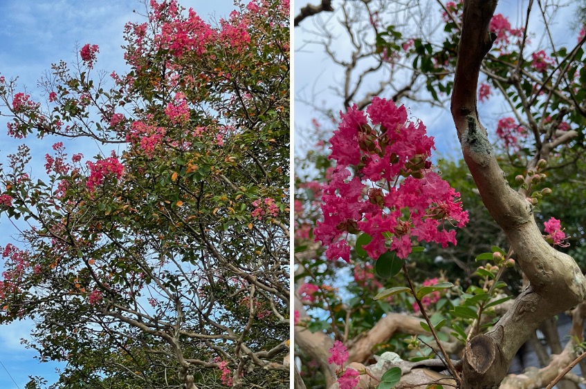 f:id:yachikusakusaki:20210820233030j:plain