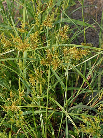 f:id:yachikusakusaki:20211029001016j:plain