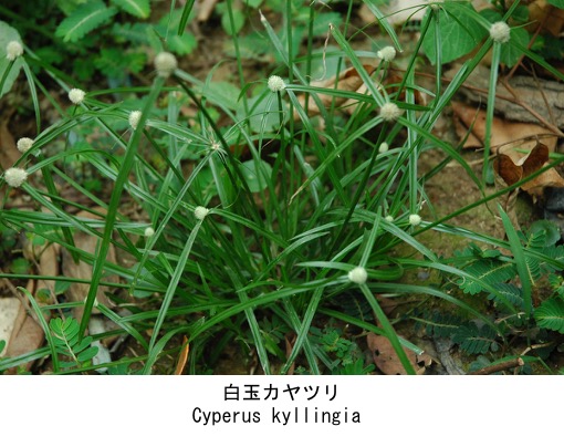 f:id:yachikusakusaki:20211029003054j:plain