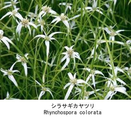 f:id:yachikusakusaki:20211029003609j:plain